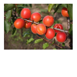 Pinkcot (étkezési) pincot.jpg